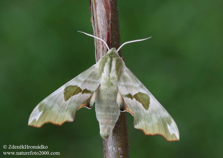 Lime Hawk-moth, Mimas tiliae (Butterflies, Lepidoptera)